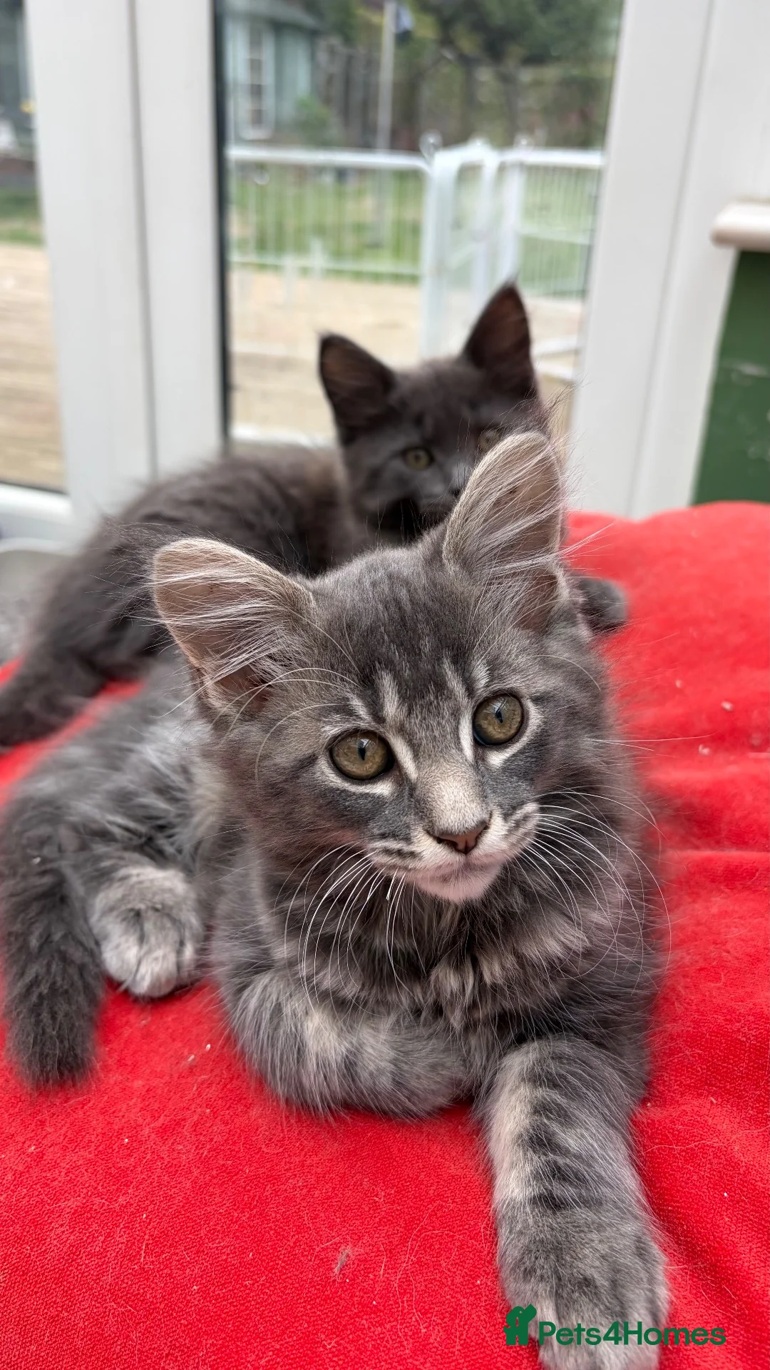 Mixed Breed cats for sale: Beautiful kittens! in Camberley - Advert 2
