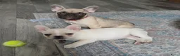 French Bulldog dogs for sale: Gorgeous frenchies. 3 girls left - Advert 12