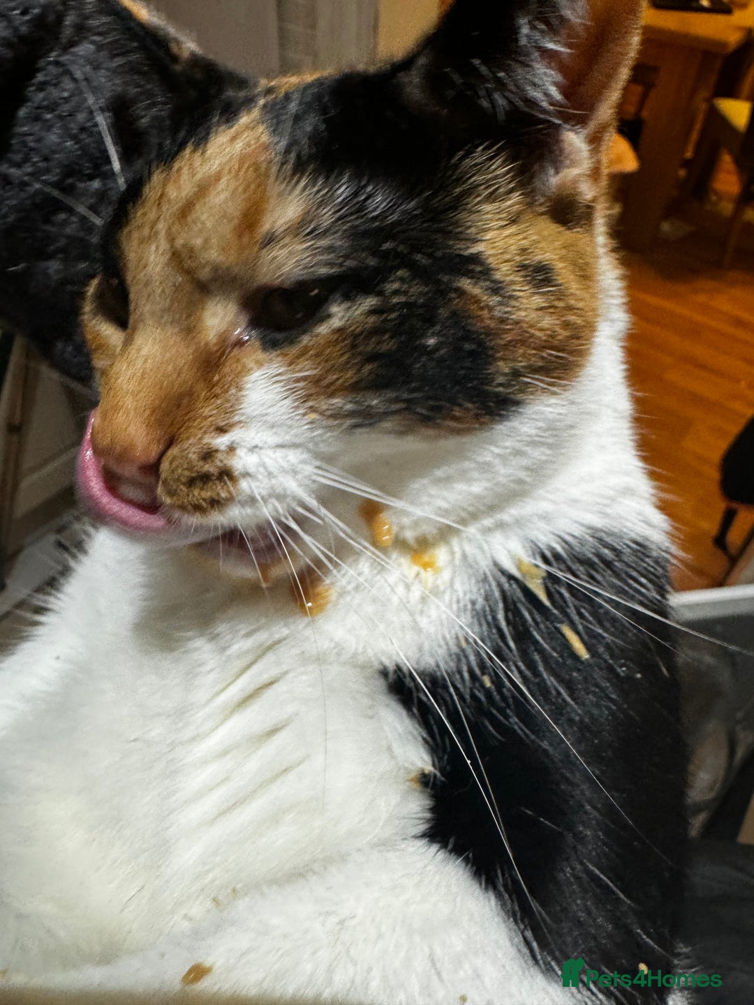 Mixed Breed cats for sale: Cat for sale - Image 5