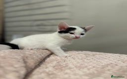 Domestic Shorthair cats for sale: Adorable Black & White Domestic Shorthair Kittens - Image 13