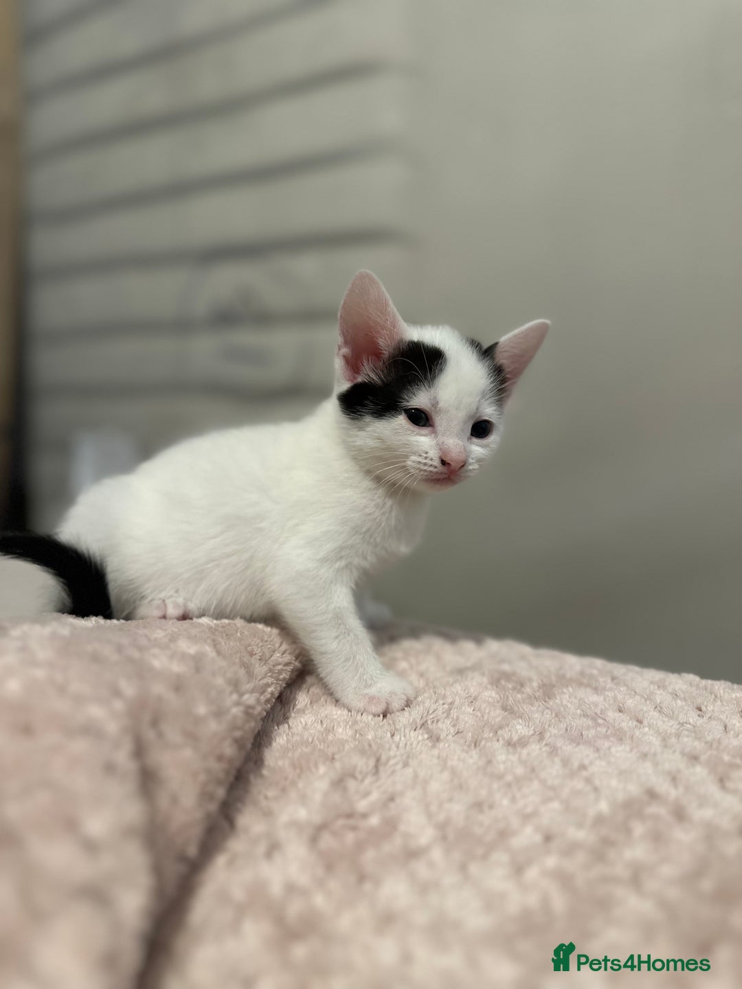 Domestic Shorthair cats for sale: Adorable Black & White Domestic Shorthair Kittens - Image 13