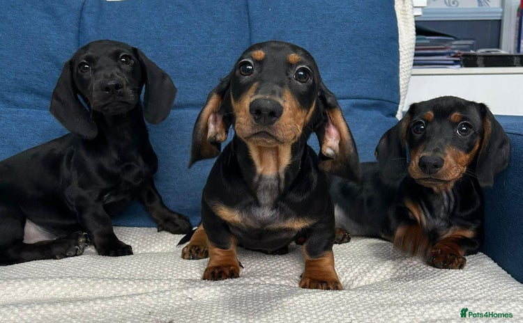 Dachshund dogs - Advert 16