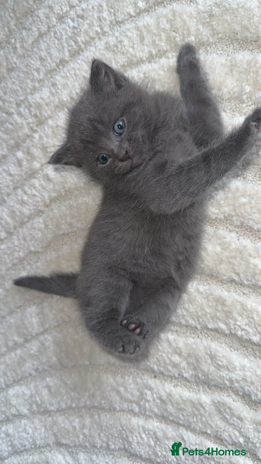 Mixed Breed cats for sale: Stunning blue male kitten  in Redditch - Advert 12