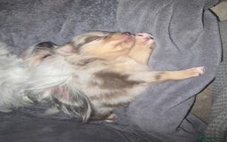 Pomchi dogs for sale: Pomchi - Image 2