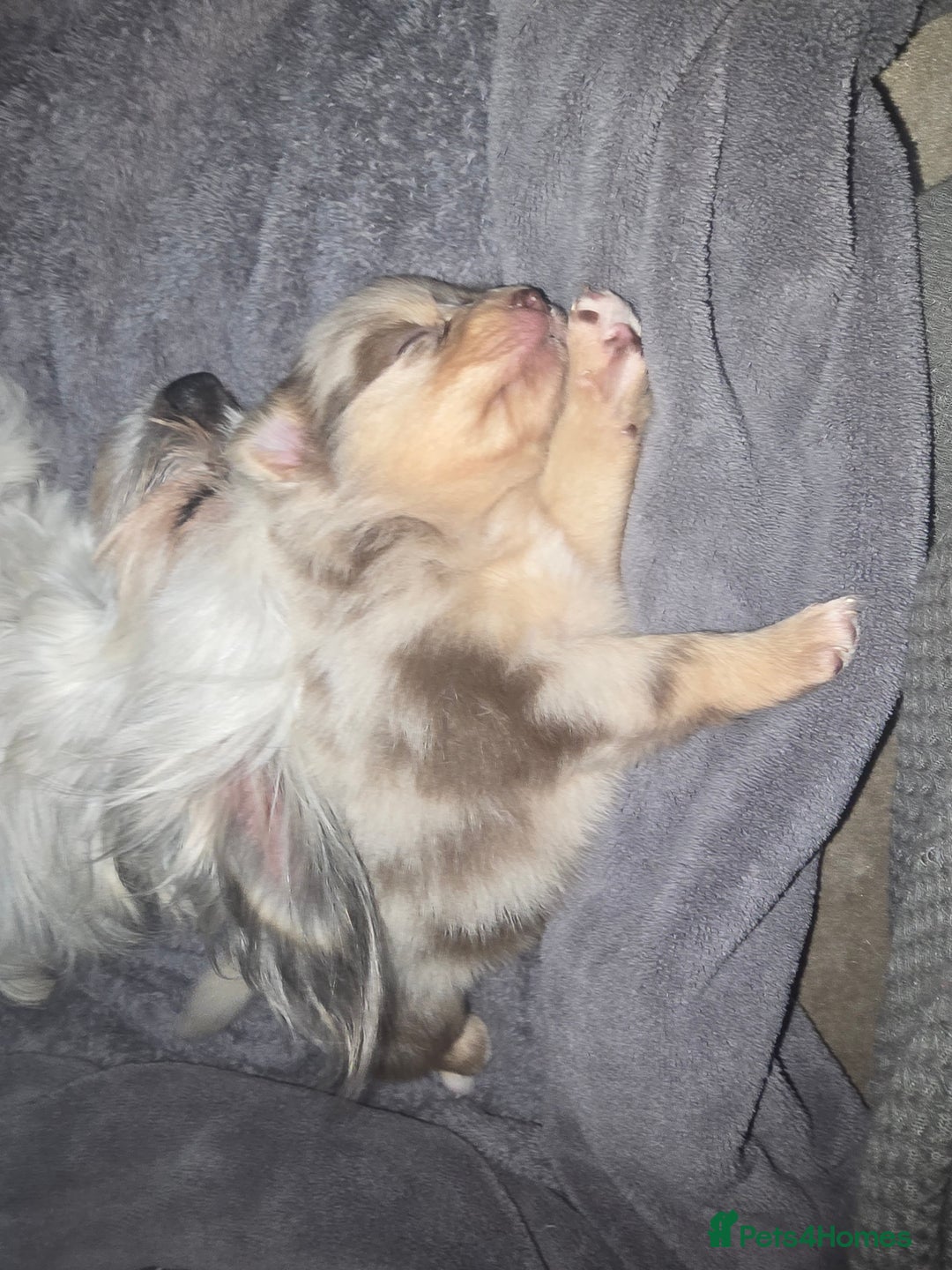 Pomchi dogs for sale: Pomchi - Image 2