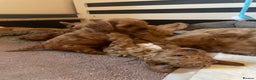 Cavapoo dogs for sale: F1b Cavapoooo  - Advert 32