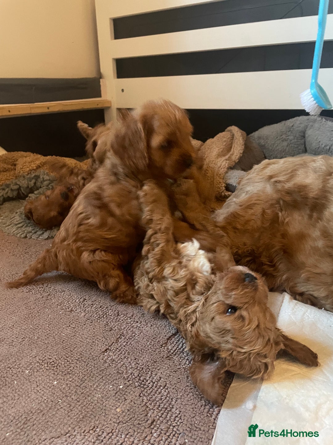 Cavapoo dogs for sale: F1b Cavapoooo  - Advert 32