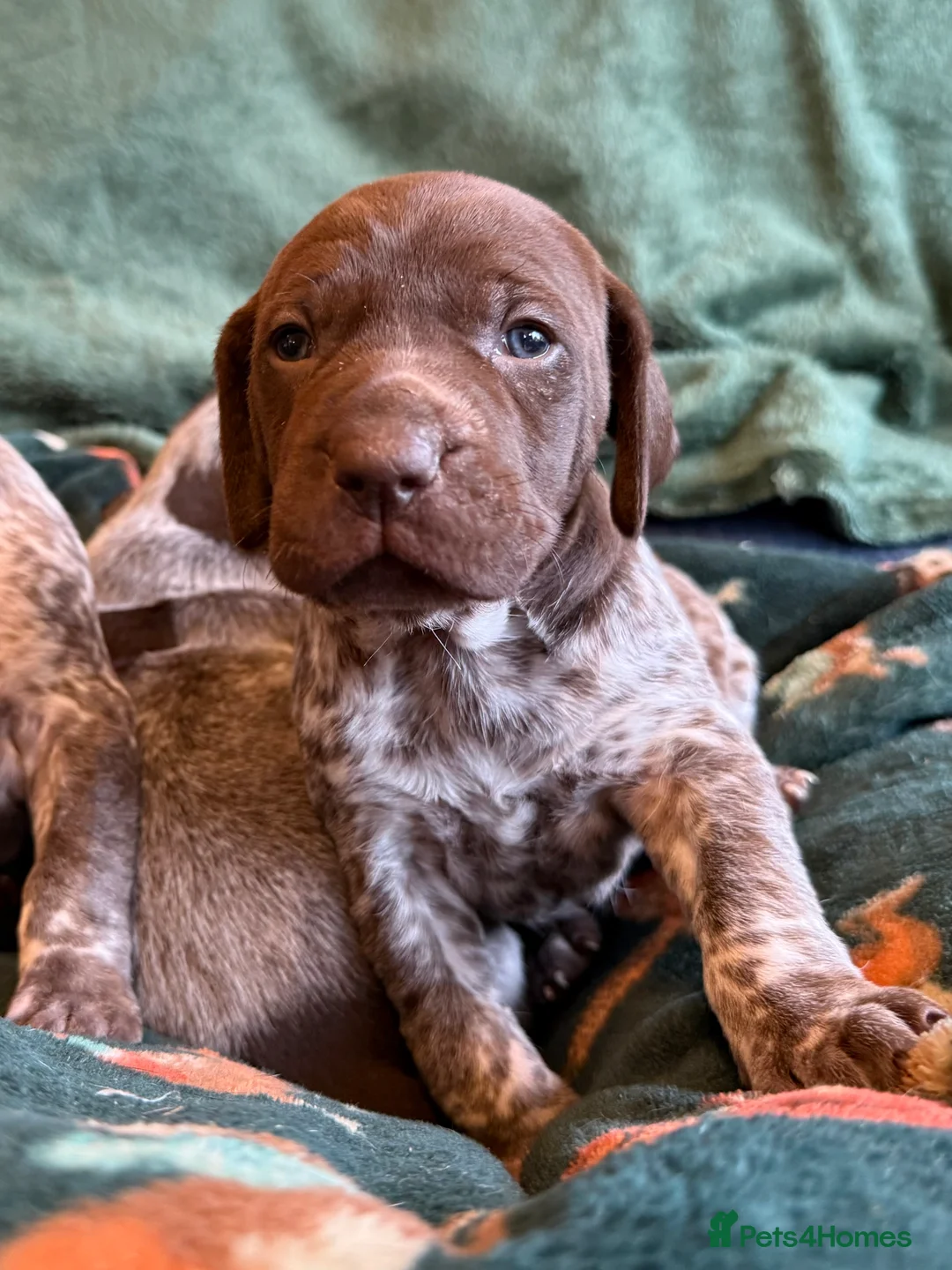 German Shorthaired Pointer dogs for sale: KC German Shorthaired Pointer Puppies - Advert 18