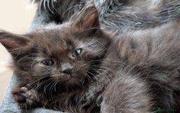 Maine Coon cats for sale: Maine Coon kittens  - Image 10