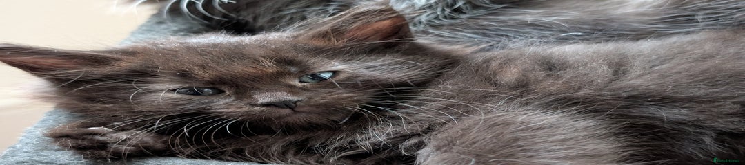 Maine Coon Kitten 6