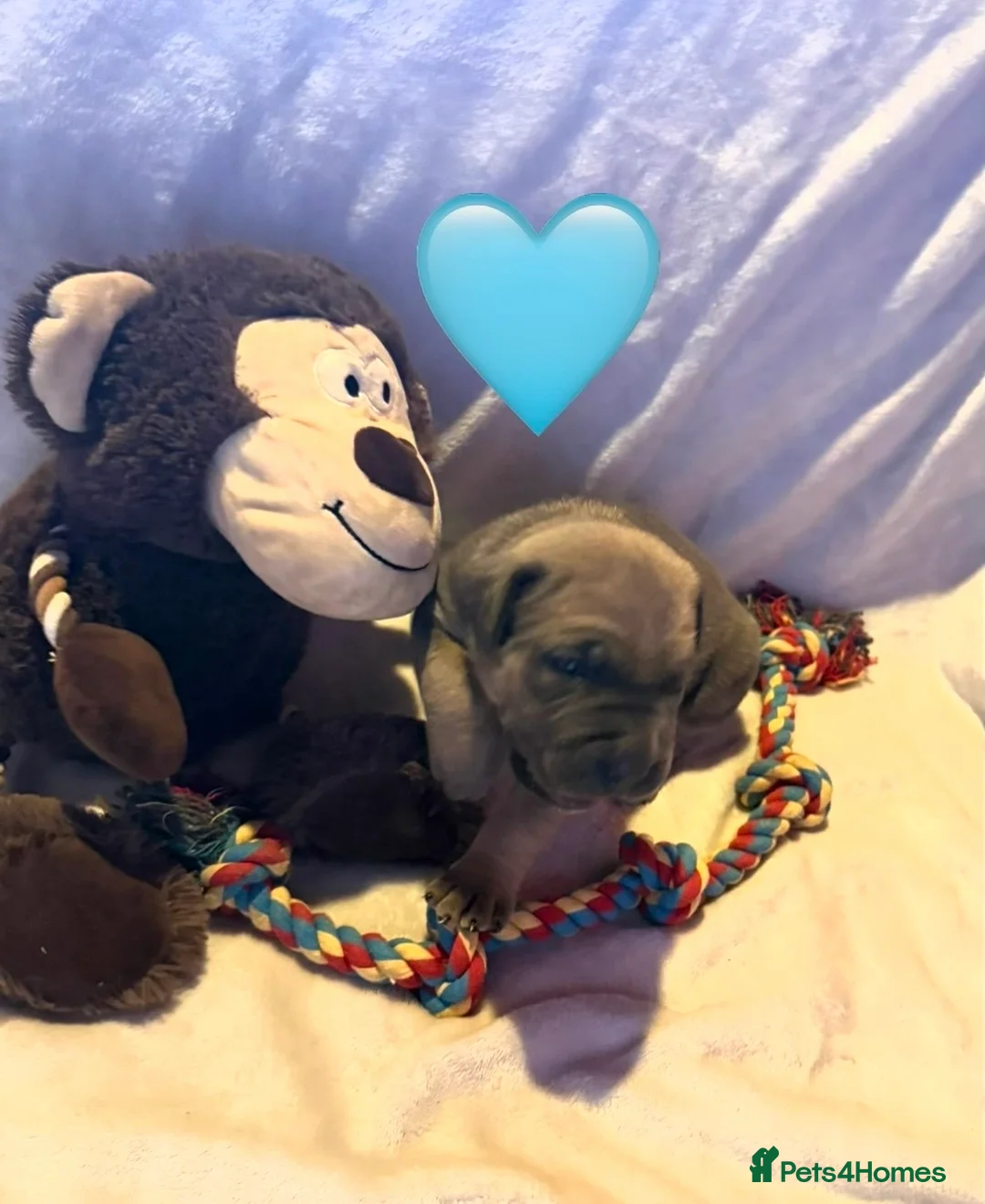 Cane Corso dogs for sale: Cane corso puppies ICCF registered  - Advert 3