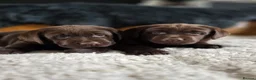 Labrador Retriever dogs for sale: High Quality Chunky Chocolate Labrador Puppies - Advert 5