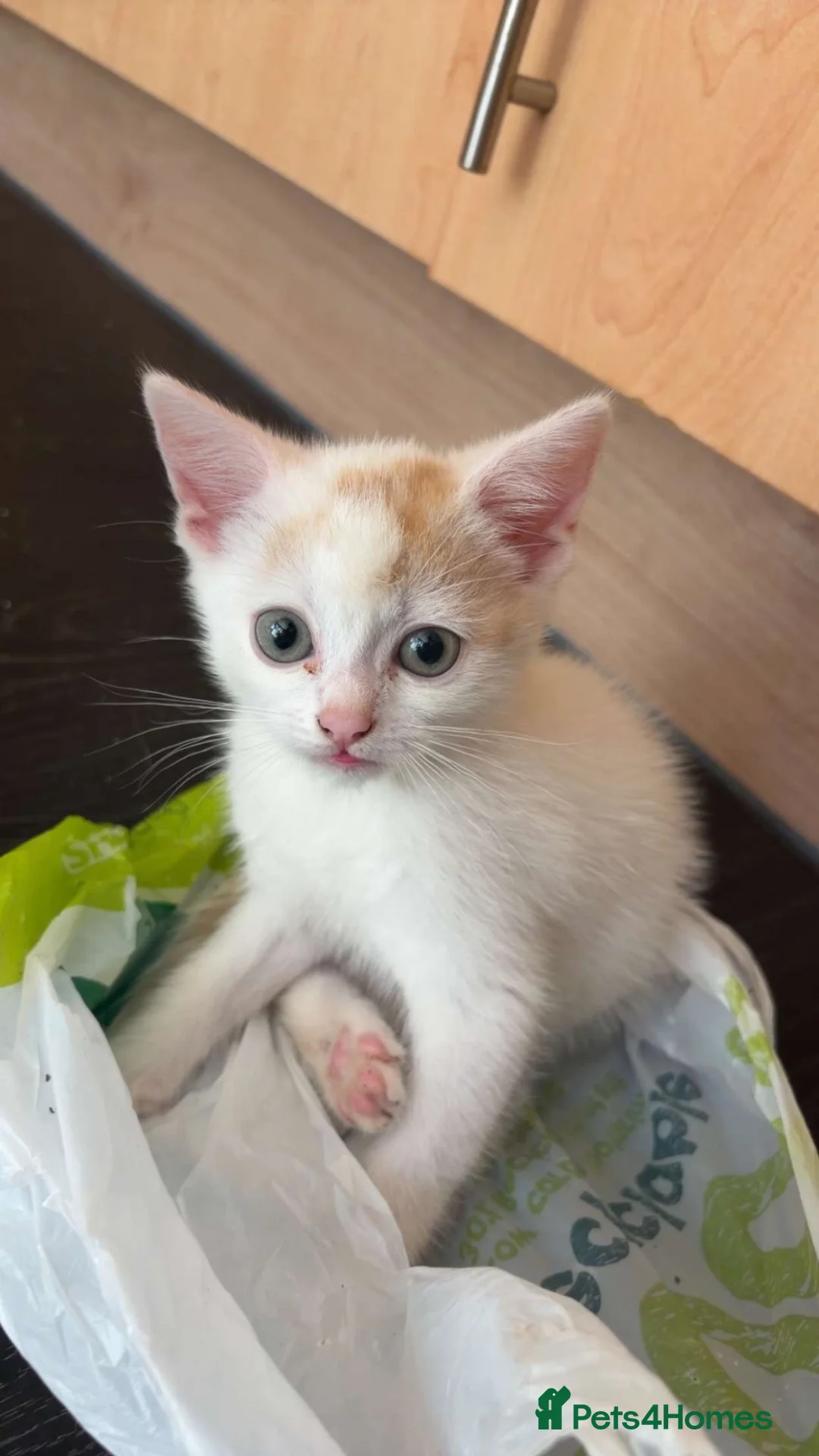 Mixed Breed cats for sale: Beautiful female kitten for sale - Advert 2
