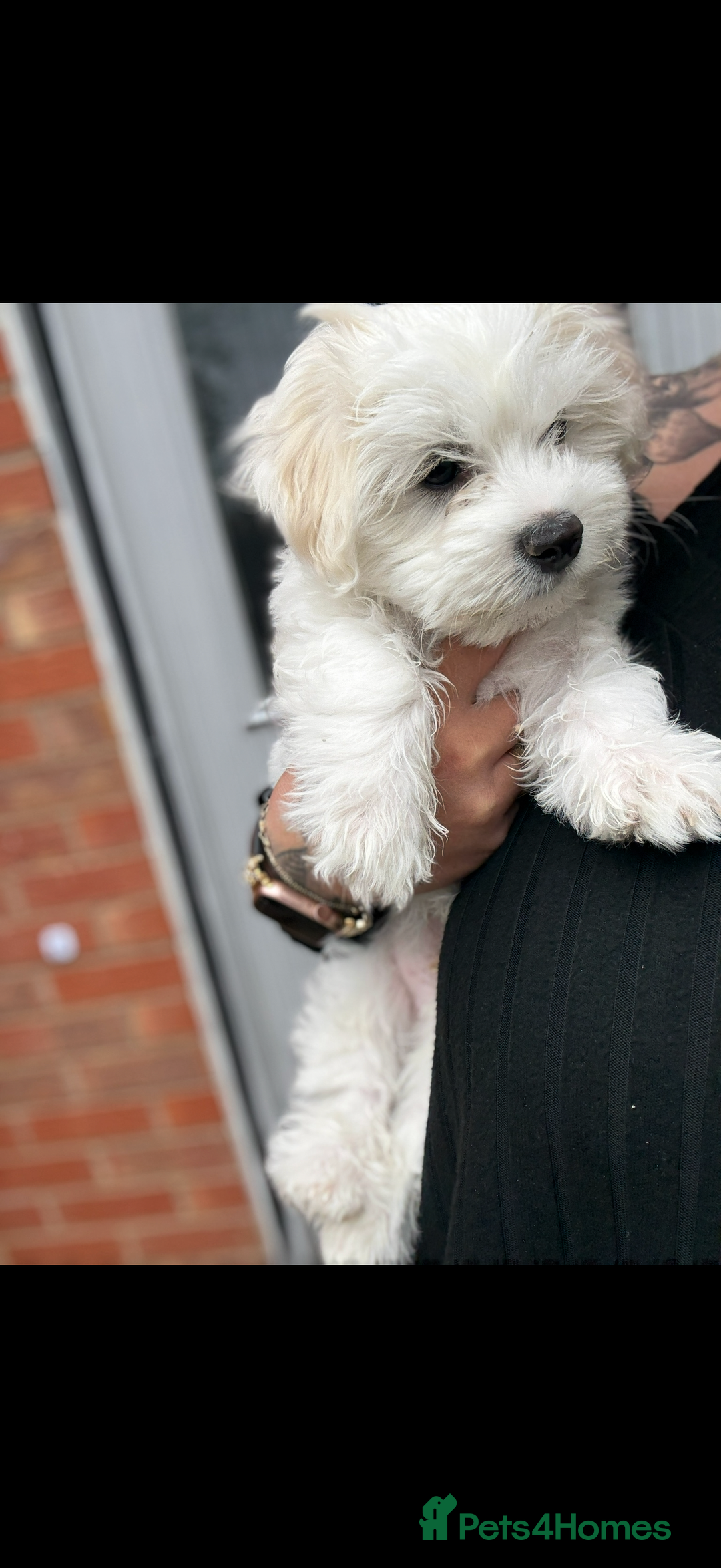 Maltese dogs for sale: Maltese bichon puppies - Advert 2