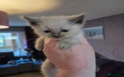 Siberian cats for sale: 5 stunning Siberian dolls! - Advert 9