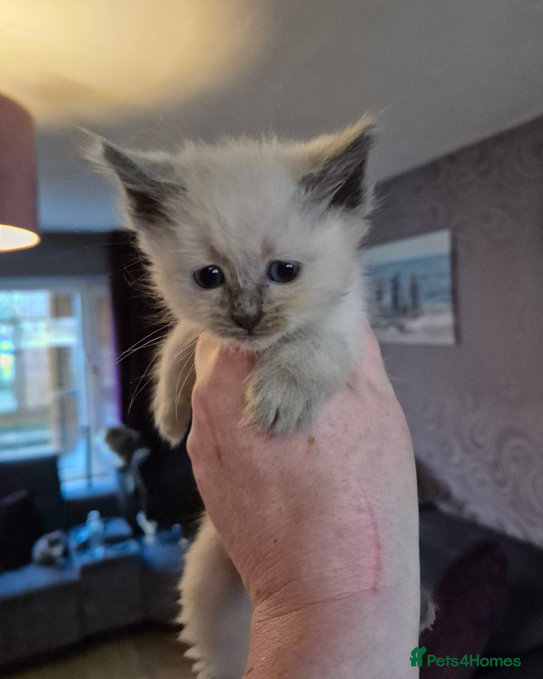 Siberian cats for sale: 5 stunning Siberian dolls! - Advert 9