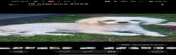 Maltese dogs for sale: Beautiful cuties - Advert 2