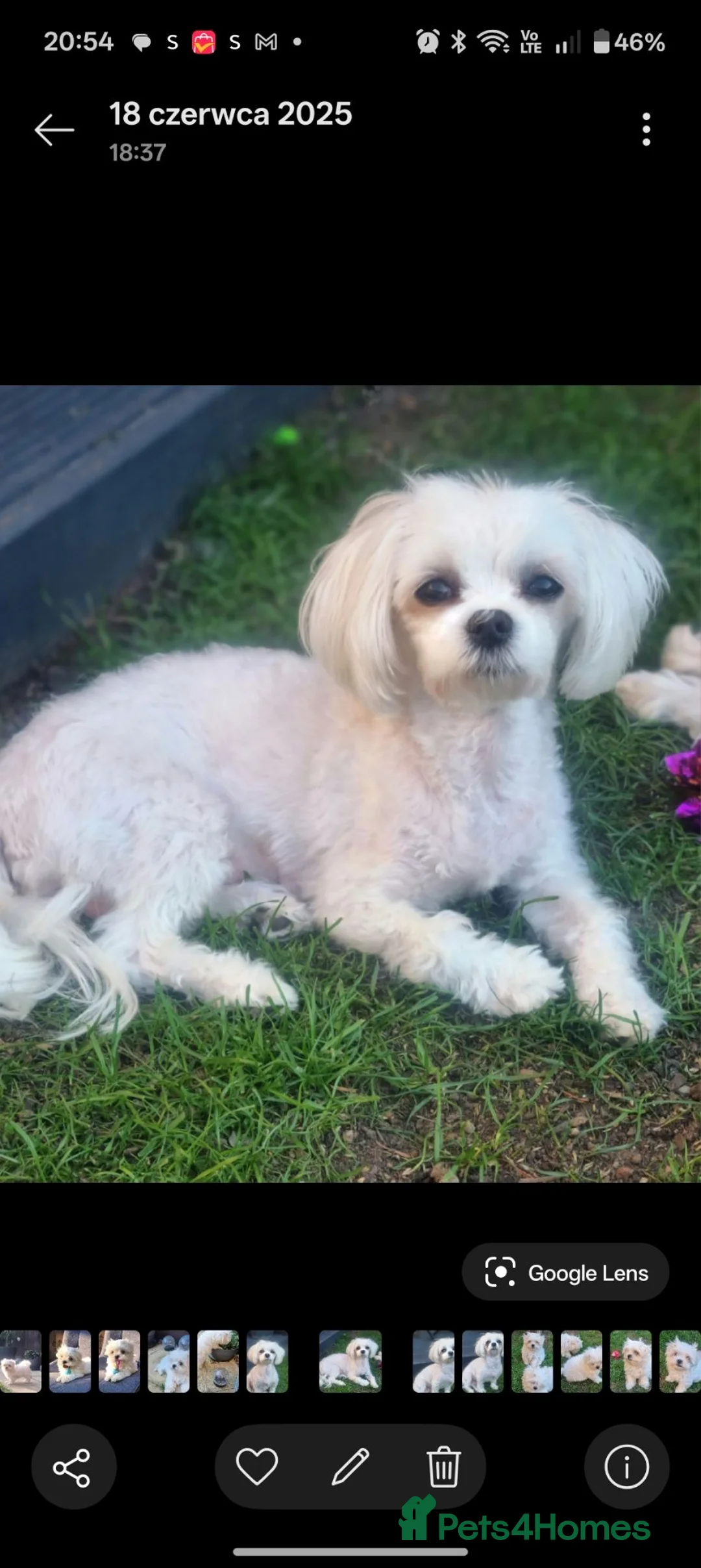 Maltese dogs for sale: Beautiful cuties - Advert 2