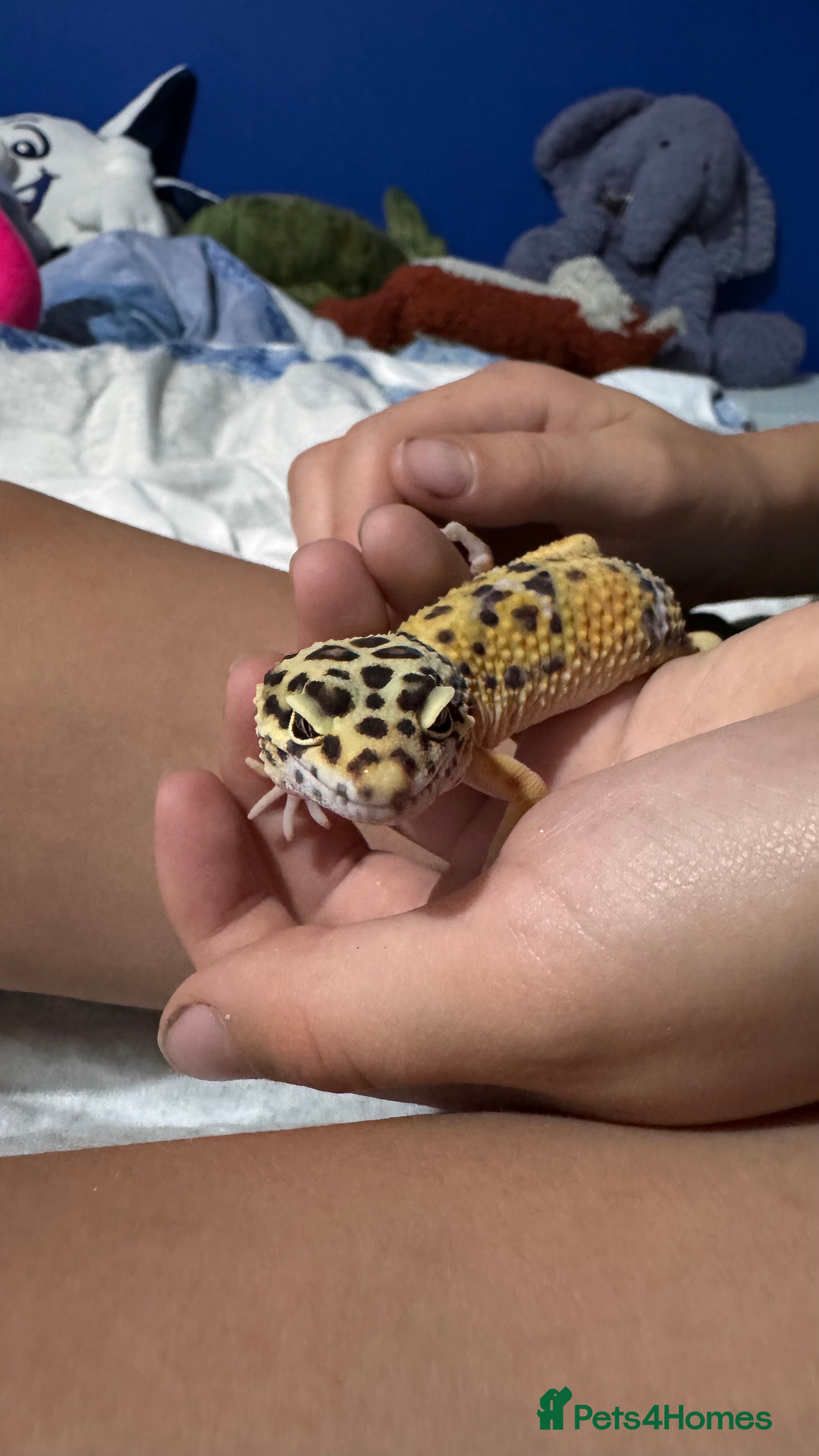 Leopard Gecko reptiles 🦎 Leopard Gecko + Full Setup – Ready to Go - Advert 5
