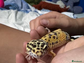 Leopard Gecko reptiles 🦎 Leopard Gecko + Full Setup – Ready to Go - Advert 1