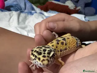Leopard Gecko reptiles RESERVED - Leopard Gecko + Full Setup - Advert 7