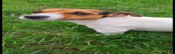 Jack Russell dogs for sale: 7 jack russell puppies for sale  in Basingstoke - Advert 6