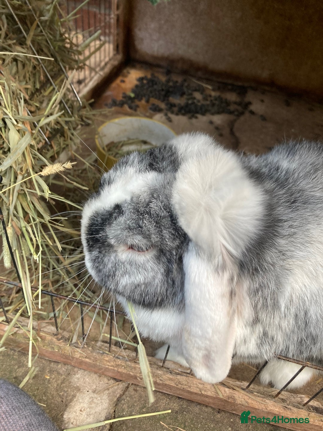 Mini Lop rabbits for sale: Mini lop for new home hutch and equipment included - Image 10