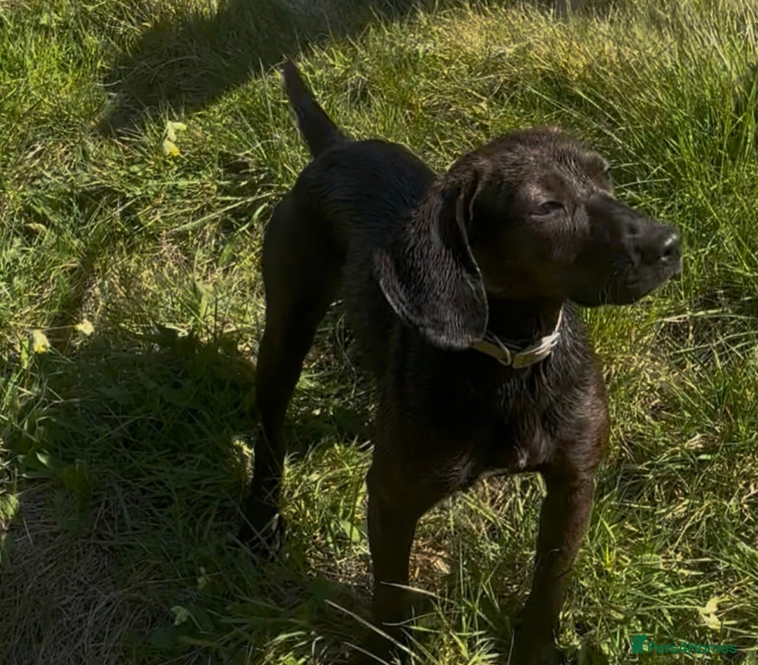 Bocker dogs for sale: Bocker girl - Image 2