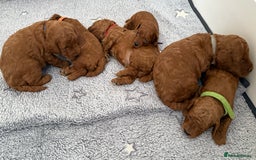 Toy Poodle dogs for sale: 6 Exquisite Red Toy Poodles. Parents DNA Clear - Image 5