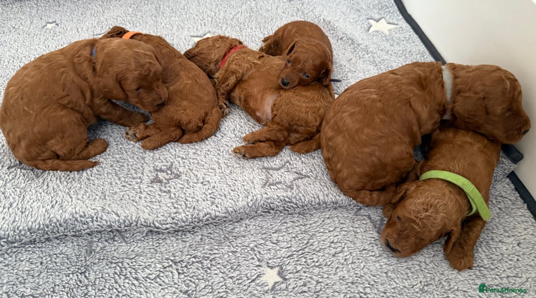 Toy Poodle dogs for sale: 6 Exquisite Red Toy Poodles. Parents DNA Clear - Image 5