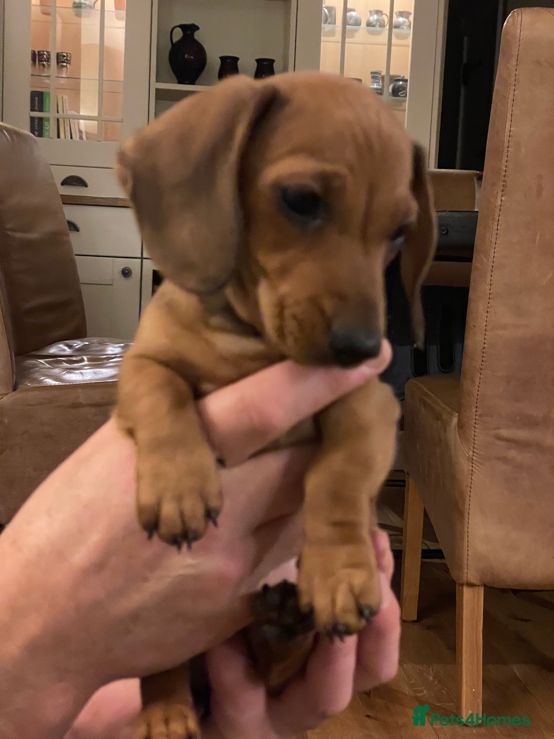 Miniature Dachshund dogs for sale: 🌭 Little Sausages Looking for Big Love! ❤️🐾 - Image 17