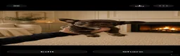 French Bulldog dogs for sale: Visual fluffy frenchirs puppies  - Advert 4