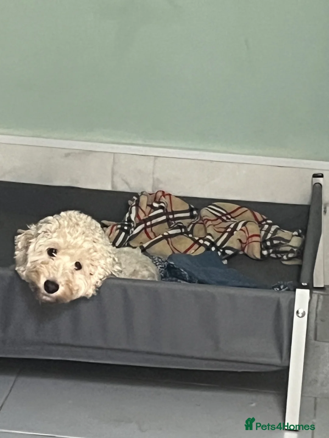 Cockapoo dogs for sale: Stunning F1B cockapoo puppies Boys & Girls  - Advert 1