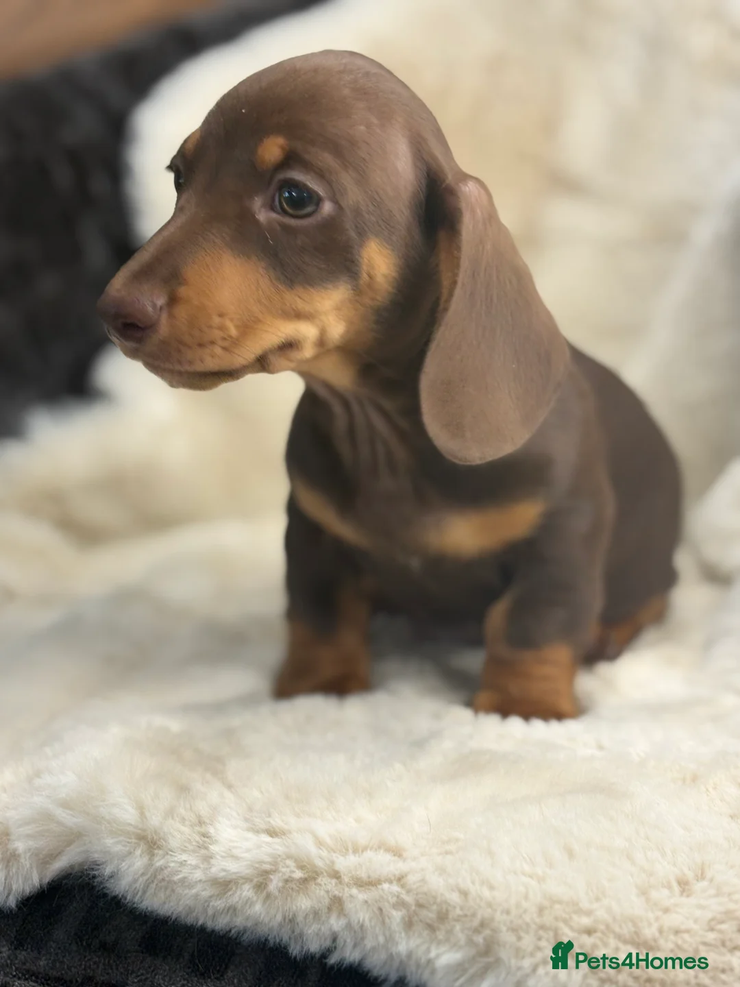 Miniature Dachshund dogs for sale: Top quality mini smooth dachshund pups  - Advert 5