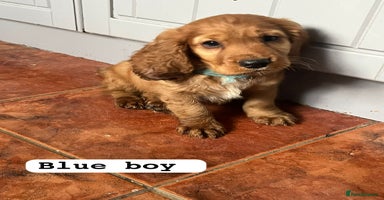 Cocker Spaniel dogs - Advert 14