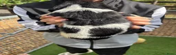 English Springer Spaniel dogs for sale: KC Springer Spaniel Puppies  - Advert 8
