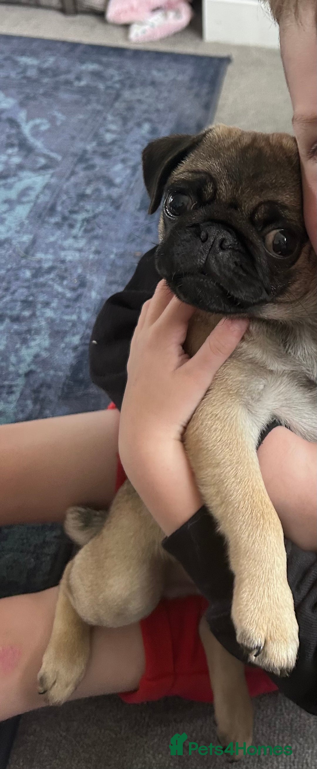 Pug dogs for sale: 8month old male fawn pug - Advert 3