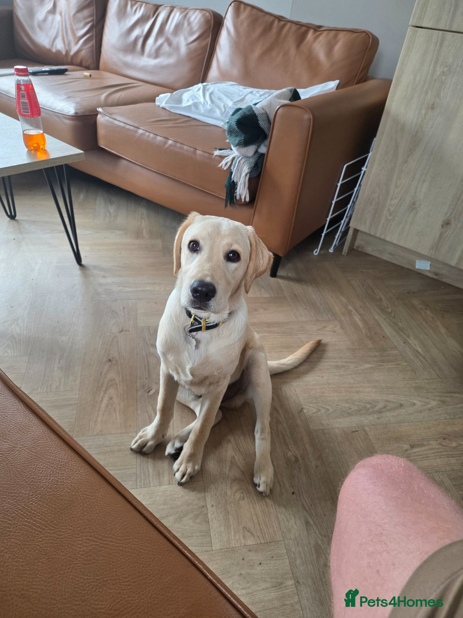 Labrador Retriever dogs Milo la - Advert 1