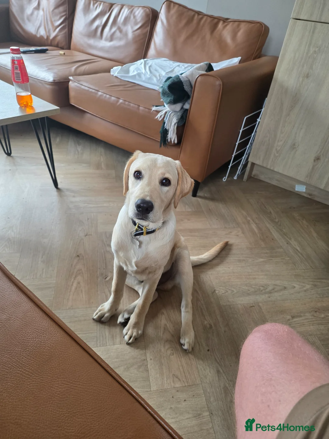 Labrador Retriever dogs for stud: Milo la in Bridlington - Advert 1