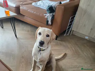 Labrador Retriever dogs Milo - Advert 1