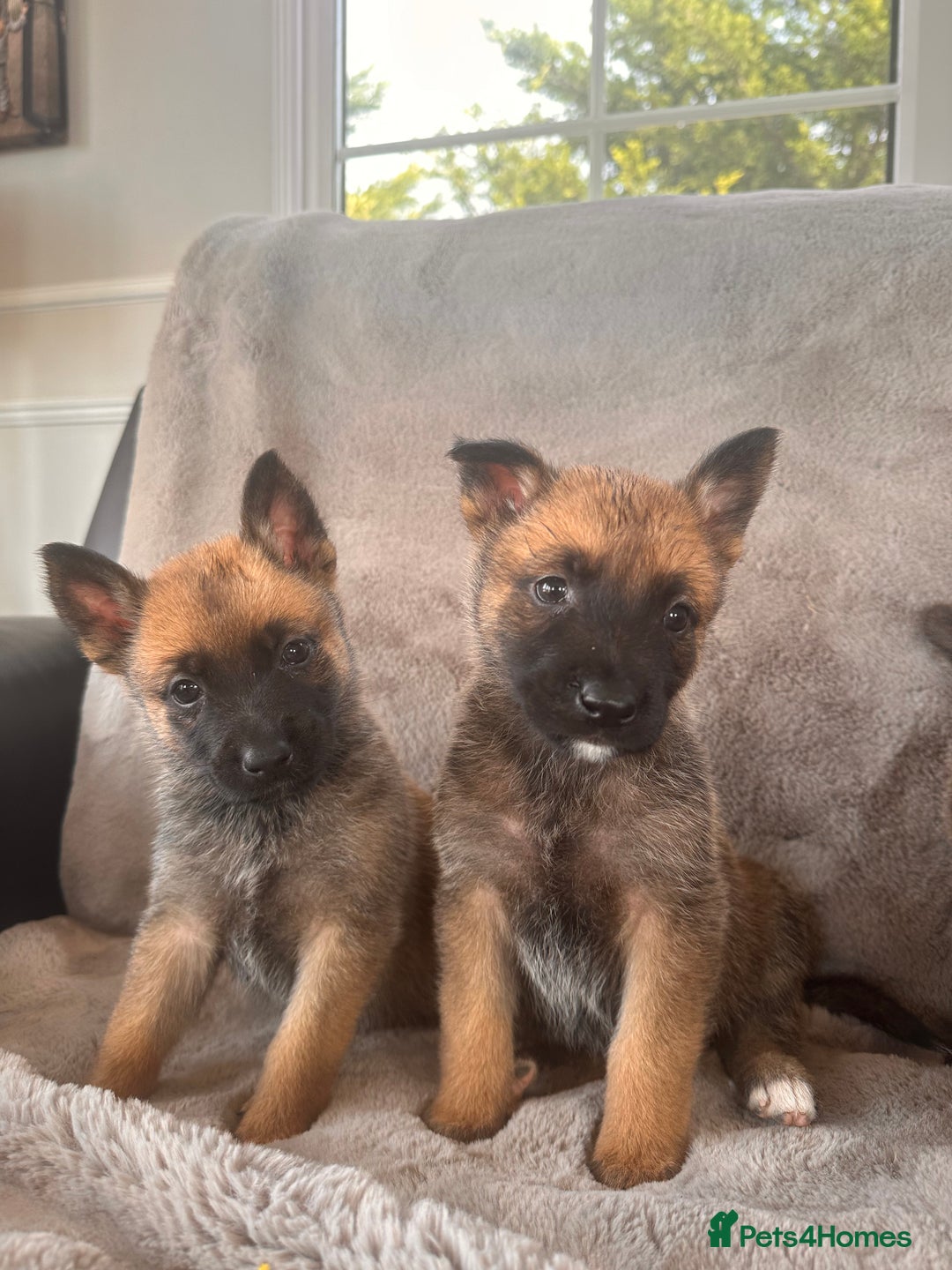 Belgian Shepherd Dog dogs for sale: Dutch Herder Puppies  - Image 15