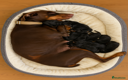 Dobermann dogs for sale: Gorgeous Black and Tan Dobermann puppies  - Image 1