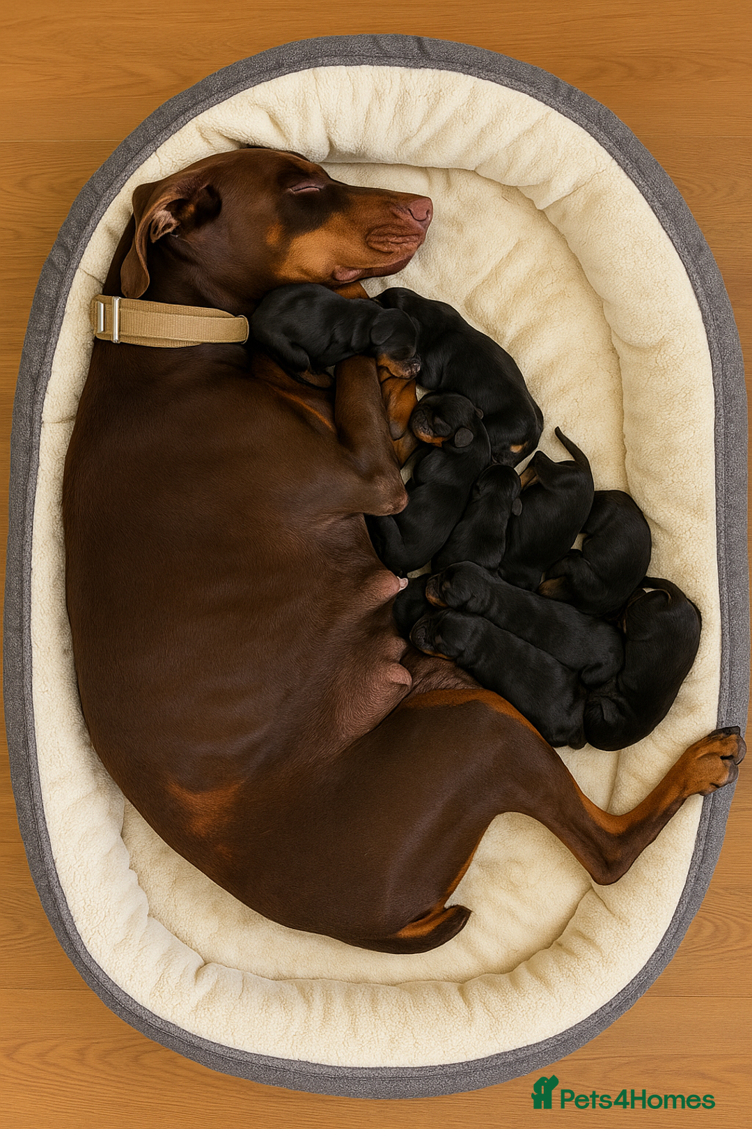 Dobermann dogs for sale: Gorgeous Black and Tan Dobermann puppies  - Image 1
