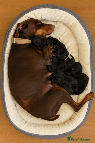 Dobermann dogs - Advert 1