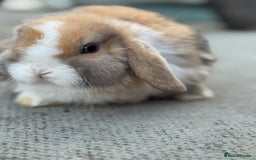 Mini Lop rabbits for sale: Baby mini lops  - Image 5