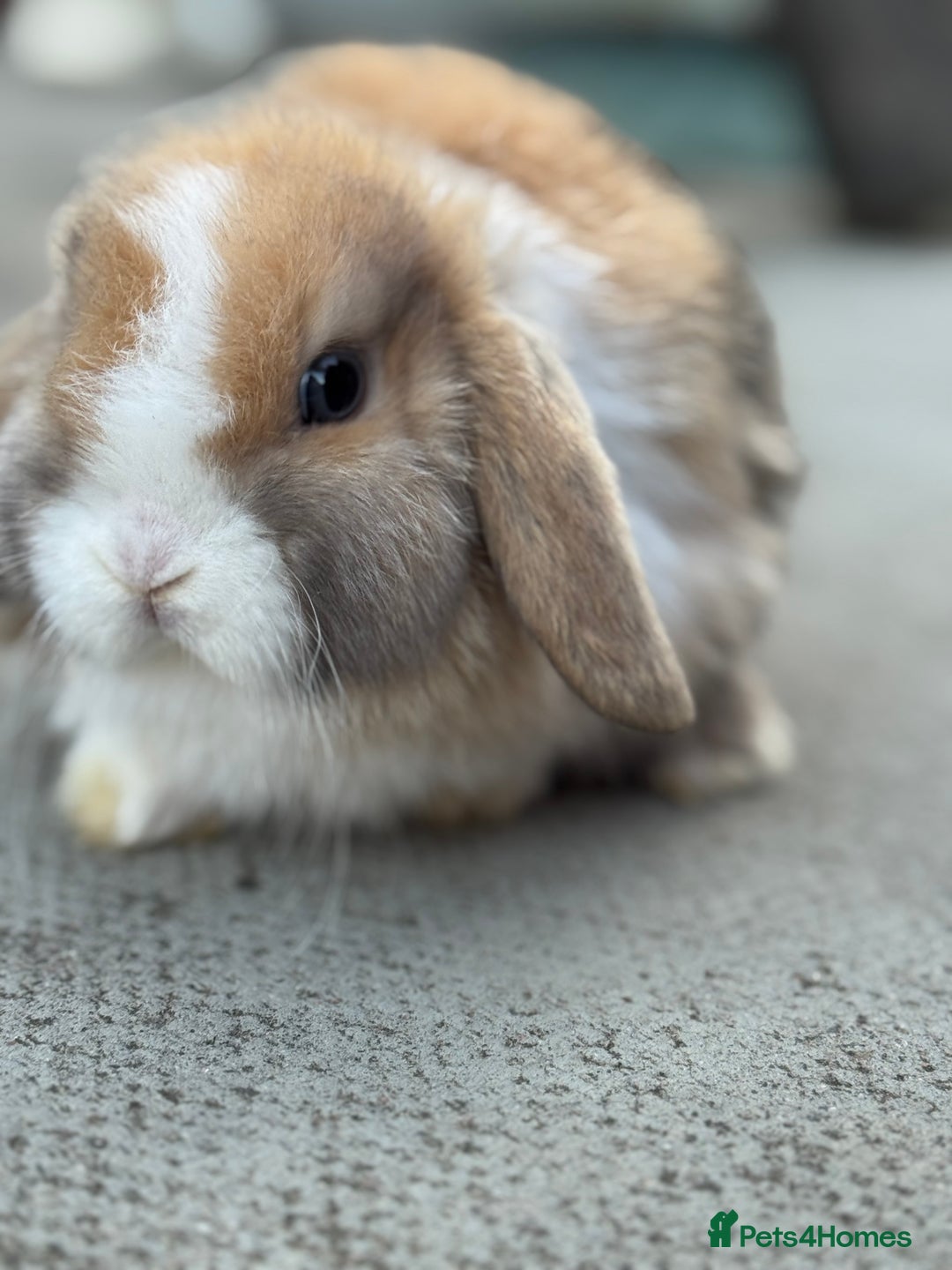 Mini Lop rabbits for sale: Baby mini lops  - Image 5