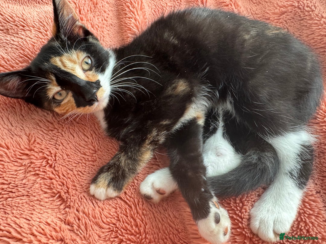 Mixed Breed cats for sale: Kittens  - Image 1