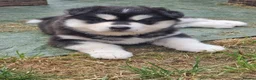 Alaskan Malamute dogs for stud: Baxter in Telford - Advert 5