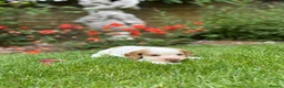 Cocker Spaniel dogs for sale: Royal cocker spaniel puppies - Advert 11