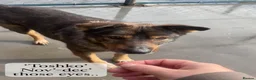 Mixed Breed dogs for adoption: Toshko, approx 10 yrs. Available for adoption. - Advert 32